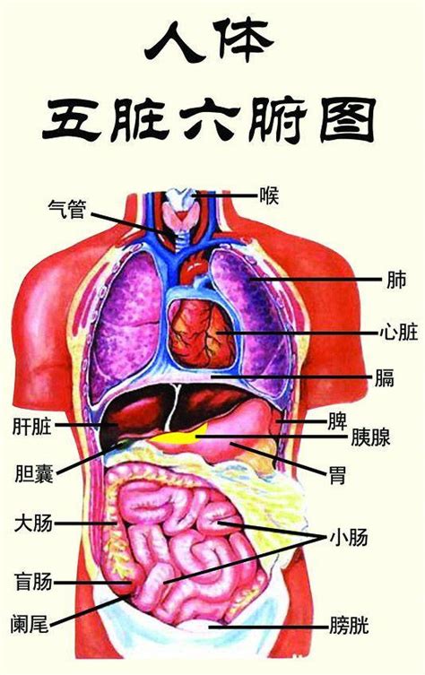 五臟位置